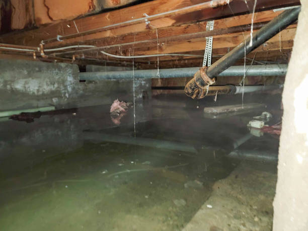 Best Professional water damage repair  in Window Rock, AZ